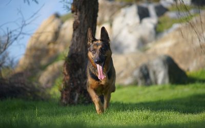 Alan Koruma Eğitimi