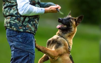 İleri İtaat Eğitimi