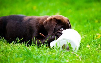 Köpek Tuvalet Eğitimi